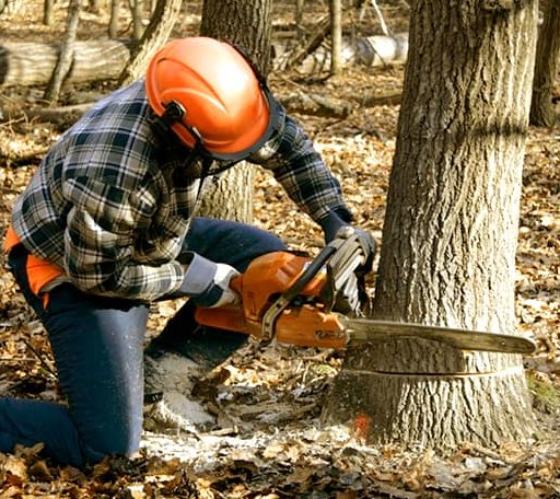 Tree Removal in Bertram, TX